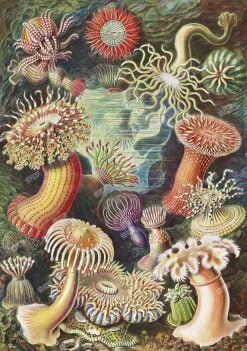 Xuongtranhwaki 0909439071 Mushroom Vintage Poster Wall Decor, From Kunstformen Der Natur