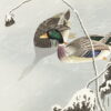 Đặt mua Tranh sơn dầu "Mallards Japanese print (1925–1936)" của Ohara Koson | Tranh canvas WR7313