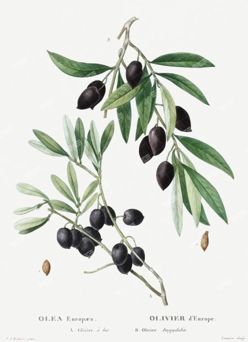 Xuongtranhwaki 0909439071 Redoute Olive Art Print. Olive Painting (1801–1819) By Pierre Joseph Redouté. Original From The New York Public Library. Digitally Enhanced By Rawpixel.