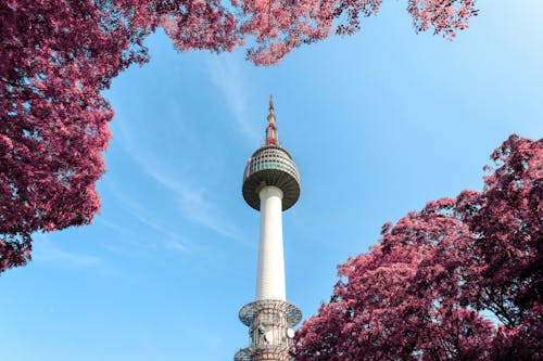 Hình ảnh Tháp Seoul Namsan và hoa đào