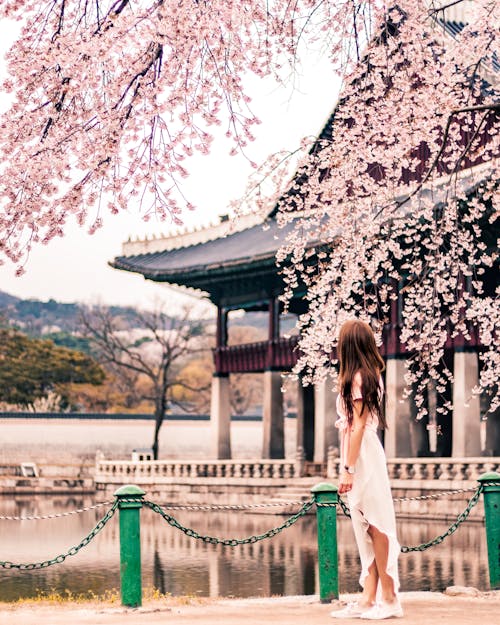 Hình ảnh cô gái ngắm nhìn hoa anh đào bên bờ hồ